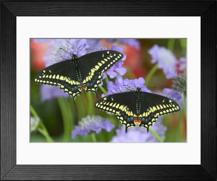 Framed Print : Black Swallowtail Butterfly, Papilio polyxenes Framed Print : Black Swallowtail Butterfly, Papilio polyxenes