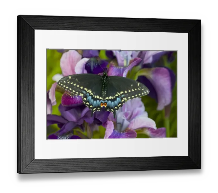 Framed Print : Black Swallowtail Butterfly, Papilio polyxenes