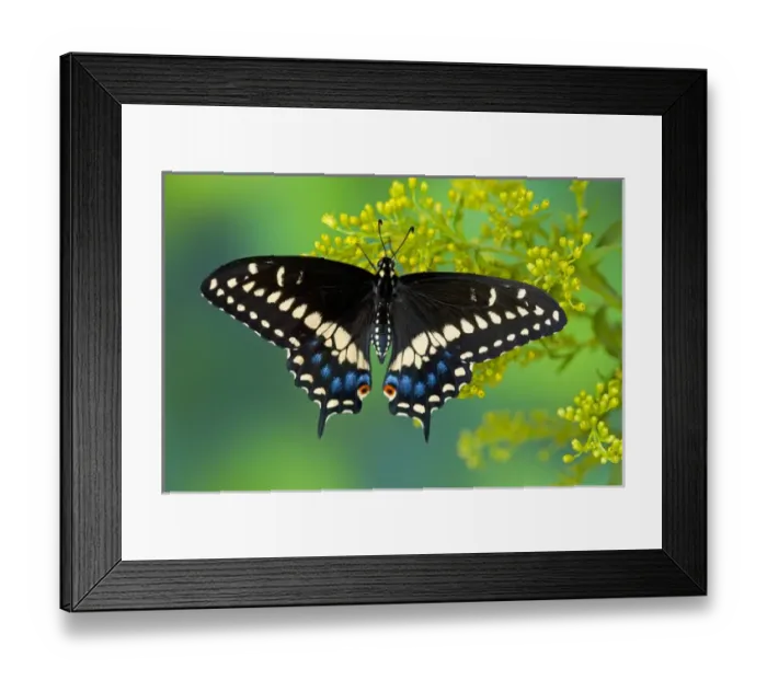 Framed Print : Black Swallowtail Butterfly, Papilio polyxenes Framed Print : Black Swallowtail Butterfly, Papilio polyxenes
