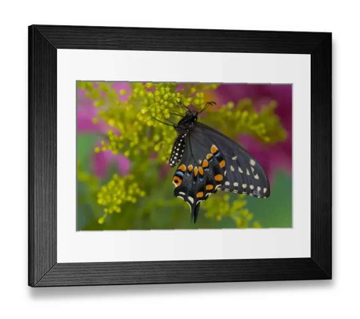 Framed Print : Black Swallowtail Butterfly, Papilio polyxenes