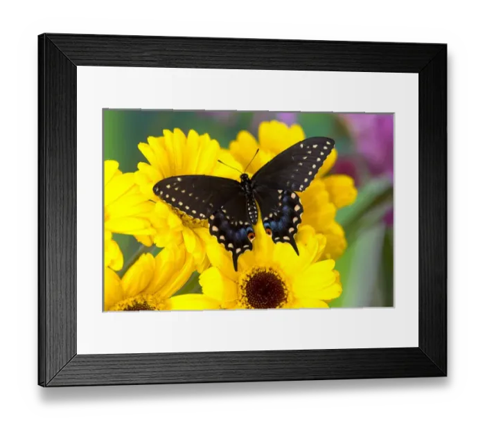 Framed Print : Black Swallowtail Butterfly, Papilio polyxenes