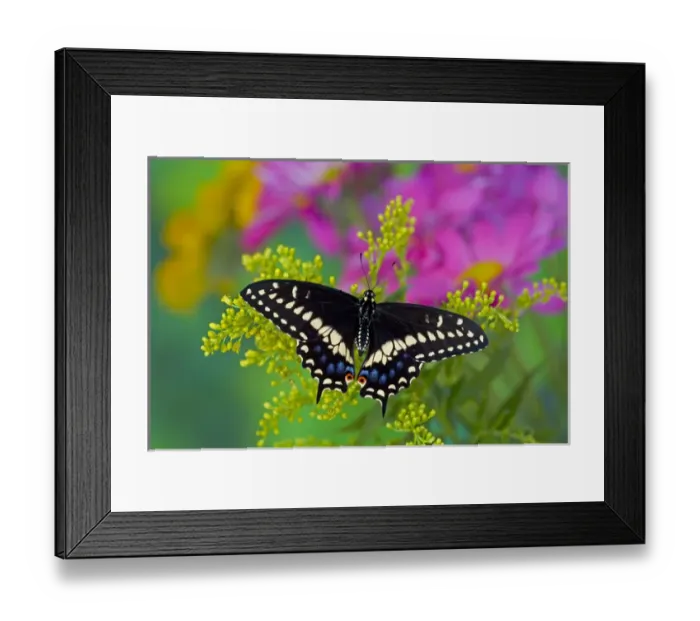 Framed Print : Black Swallowtail Butterfly, Papilio polyxenes Framed Print : Black Swallowtail Butterfly, Papilio polyxenes