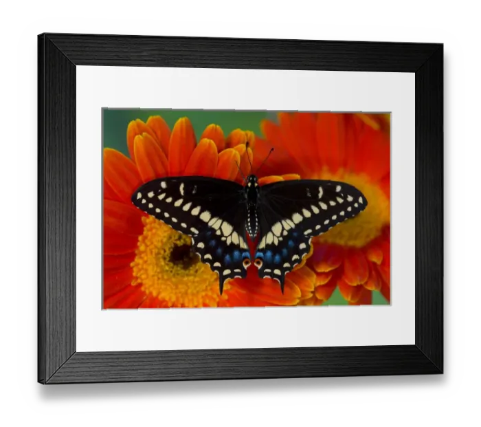Framed Print : Black Swallowtail Butterfly, Papilio polyxenes Framed Print : Black Swallowtail Butterfly, Papilio polyxenes
