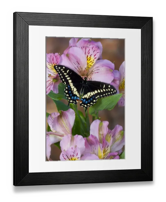 Framed Print : Black Swallowtail Butterfly, Papilio polyxenes Framed Print : Black Swallowtail Butterfly, Papilio polyxenes