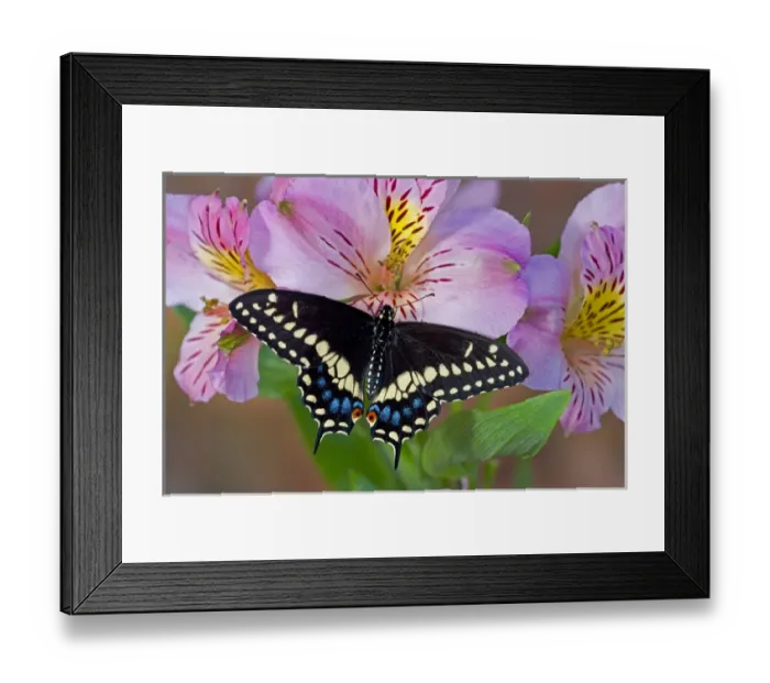 Framed Print : Black Swallowtail Butterfly, Papilio polyxenes Framed Print : Black Swallowtail Butterfly, Papilio polyxenes