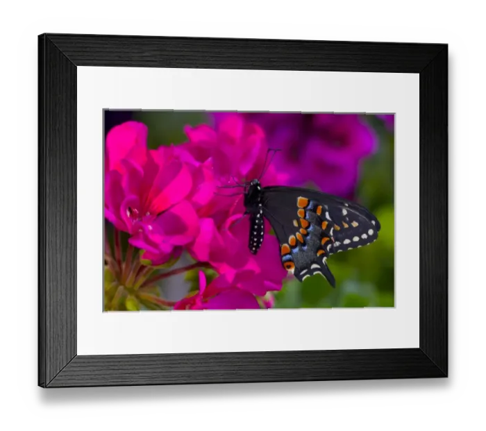 Framed Print : Black Swallowtail Butterfly, Papilio polyxenes Framed Print : Black Swallowtail Butterfly, Papilio polyxenes