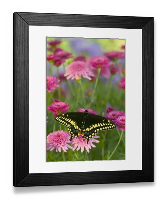 Framed Print : Black Swallowtail Butterfly, Papilio polyxenes