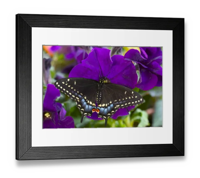 Framed Print : Black Swallowtail Butterfly, Papilio polyxenes Framed Print : Black Swallowtail Butterfly, Papilio polyxenes