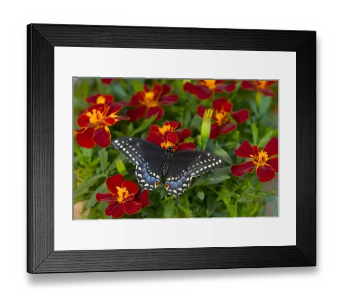 Framed Print : Black Swallowtail Butterfly, Papilio polyxenes