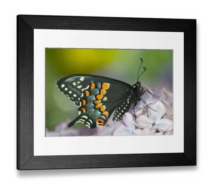 Framed Print : Black Swallowtail Butterfly, Papilio polyxenes Framed Print : Black Swallowtail Butterfly, Papilio polyxenes