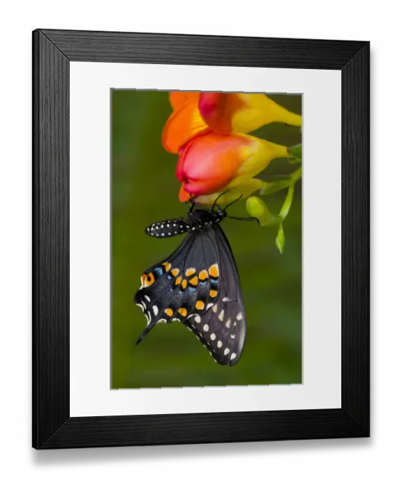 Framed Print : Black Swallowtail Butterfly, Papilio polyxenes Framed Print : Black Swallowtail Butterfly, Papilio polyxenes