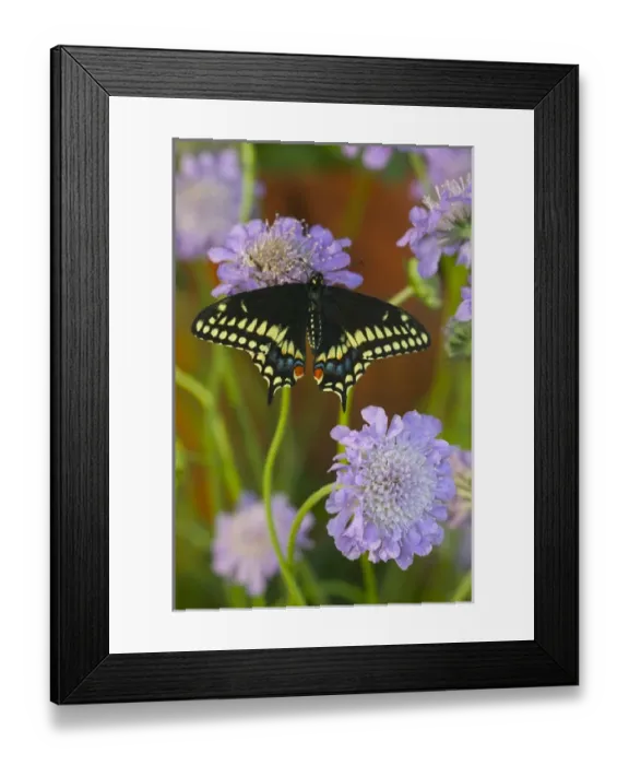 Framed Print : Black Swallowtail Butterfly, Papilio polyxenes