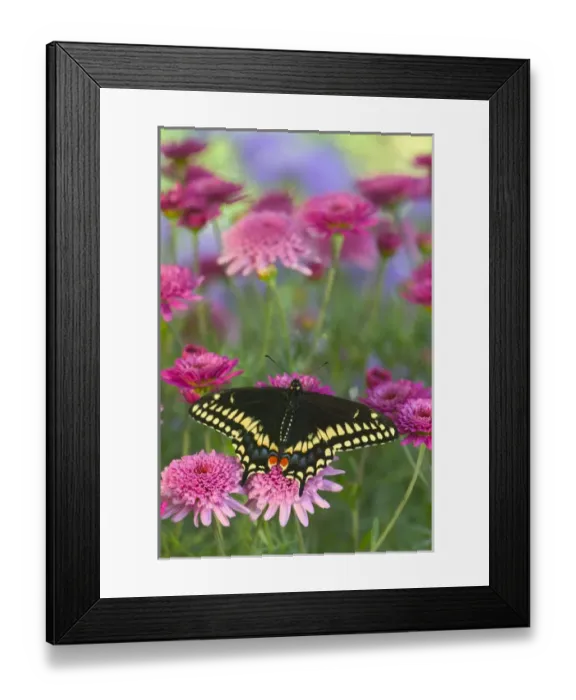 Framed Print : Black Swallowtail Butterfly, Papilio polyxenes