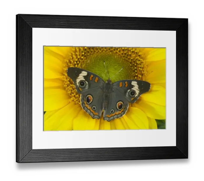 Framed Print : Buckeye Butterfly