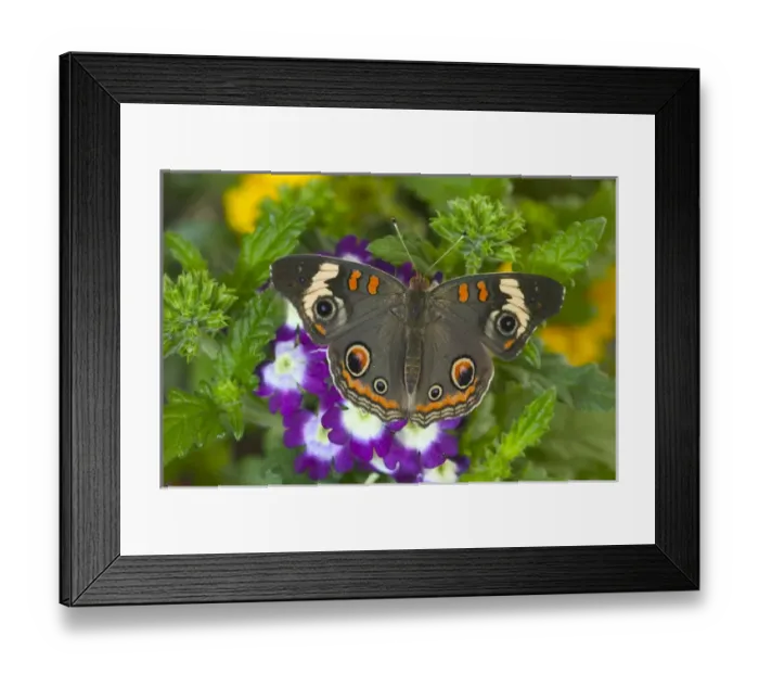 Framed Print : Buckeye Butterfly