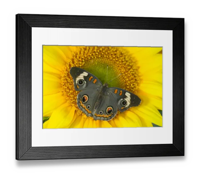 Framed Print : Buckeye Butterfly Framed Print : Buckeye Butterfly