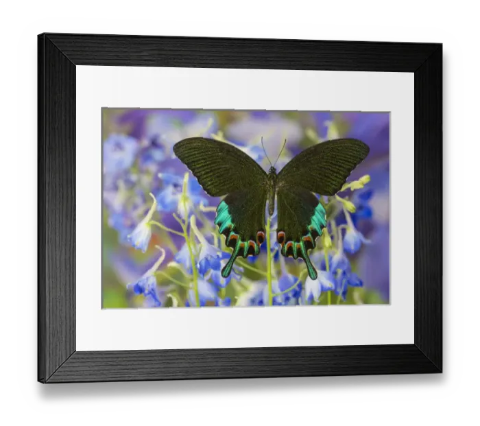 Framed Print : Luzon Peacock Swallowtail Butterfly from Philippines, Papilio hermeli