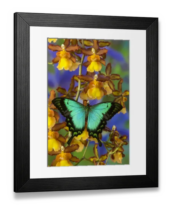 Framed Print : Sea Green Swallowtail Butterfly, Papilio lorquinianus