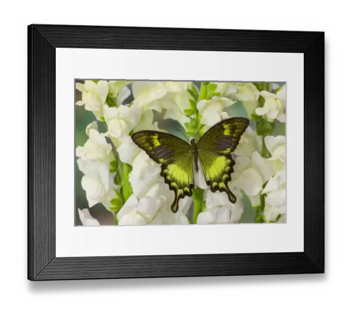 Framed Print : Green Swallowtail Butterfly Papilio neumogeni Framed Print : Green Swallowtail Butterfly Papilio neumogeni
