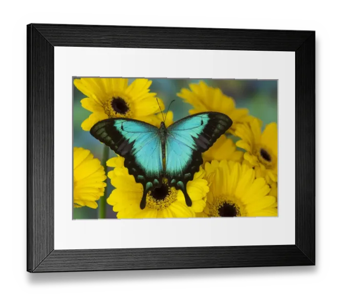 Framed Print : Sea Green Swallowtail Butterfly, Papilio lorquinianus Framed Print : Sea Green Swallowtail Butterfly, Papilio lorquinianus