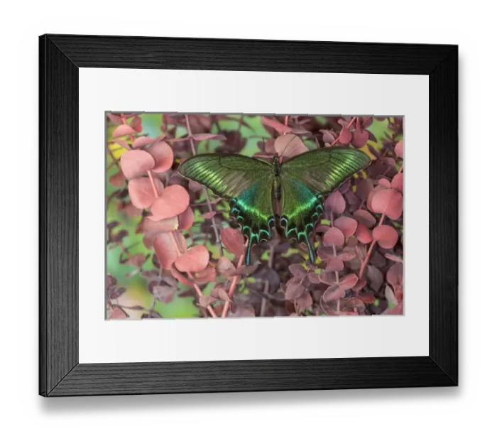 Framed Print : Alpine Black Swallowtail Butterfly, Papilio maackii Framed Print : Alpine Black Swallowtail Butterfly, Papilio maackii