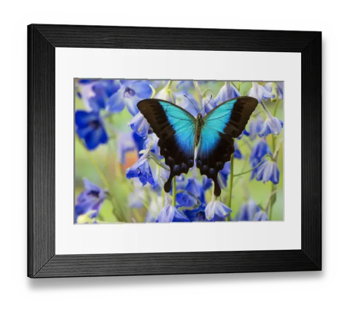 Framed Print : Blue Iridescence Swallowtail Butterfly, Papilio pericles Framed Print : Blue Iridescence Swallowtail Butterfly, Papilio pericles
