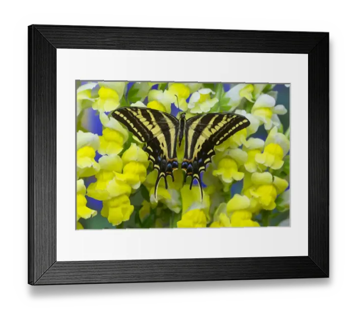Framed Print : Three-tailed Tiger Swallowtail Butterfly, Papilio pilumnus Framed Print : Three-tailed Tiger Swallowtail Butterfly, Papilio pilumnus