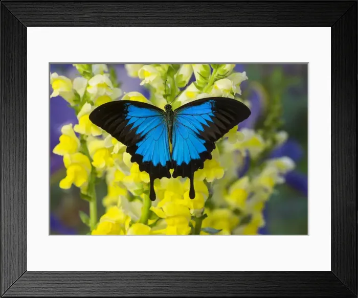 Framed Print : Mountain Blue Swallowtail of Australia, Papilio ulysses Framed Print : Mountain Blue Swallowtail of Australia, Papilio ulysses