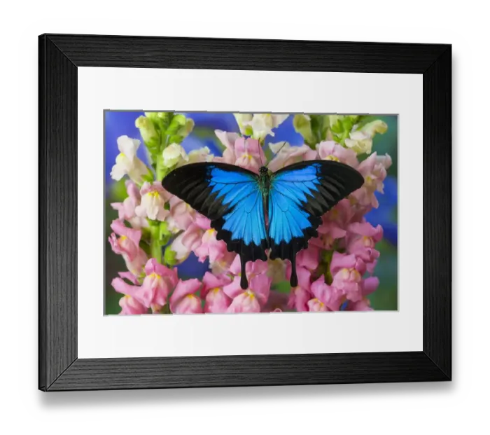 Framed Print : Mountain Blue Swallowtail of Australia, Papilio ulysses