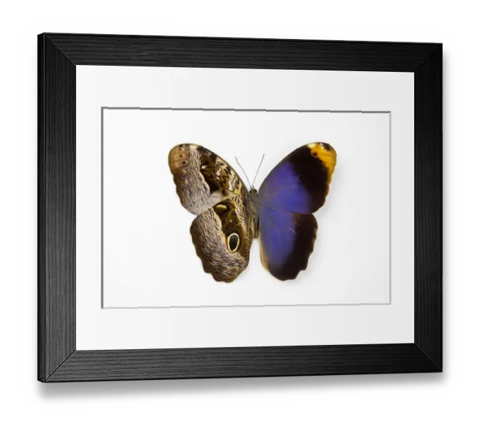 Framed Print : The Purple Owl Butterfly, Caligo beltrao comparing the top wing and bottom wings