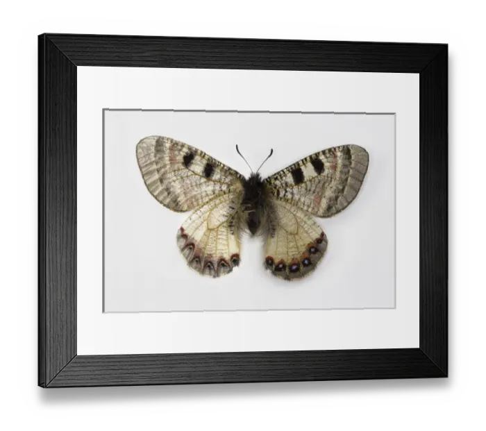 Framed Print : The False Apollo Butterfly, Archon apollinus, comparing the top wing and bottome wing Framed Print : The False Apollo Butterfly, Archon apollinus, comparing the top wing and bottome wing