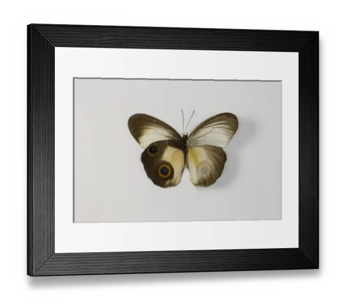 Framed Print : The Silky Owl Butterfly, Taenaris macrops wing comparison top and bottom wings