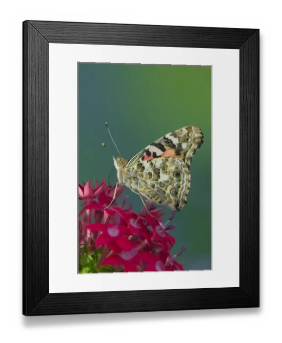 Framed Print : American Painted Lady Butterfly Framed Print : American Painted Lady Butterfly