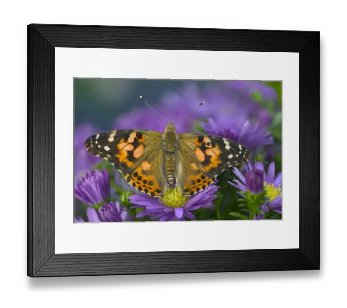 Framed Print : American Painted Lady Butterfly Framed Print : American Painted Lady Butterfly
