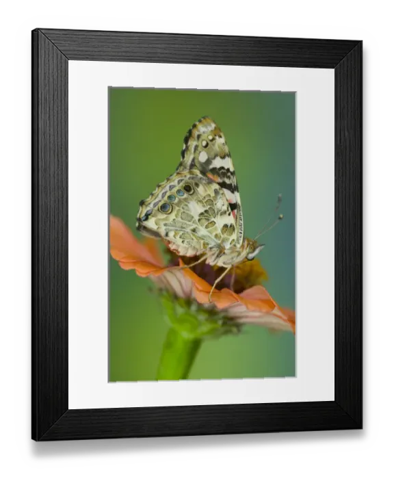 Framed Print : American Painted Lady Butterfly Framed Print : American Painted Lady Butterfly