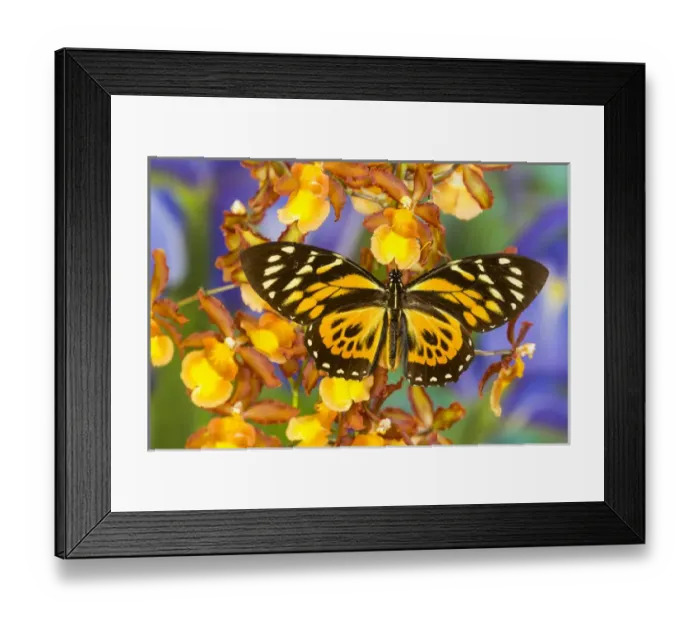 Framed Print : Papilio zagreus butterfly from Central and South America