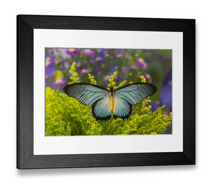 Framed Print : African Giant Blue Swallowtail Butterfly, Papilio zalmoxis Framed Print : African Giant Blue Swallowtail Butterfly, Papilio zalmoxis