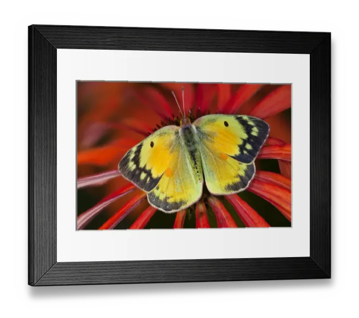 Framed Print : Alfalfa Butterfly on cone flower Framed Print : Alfalfa Butterfly on cone flower