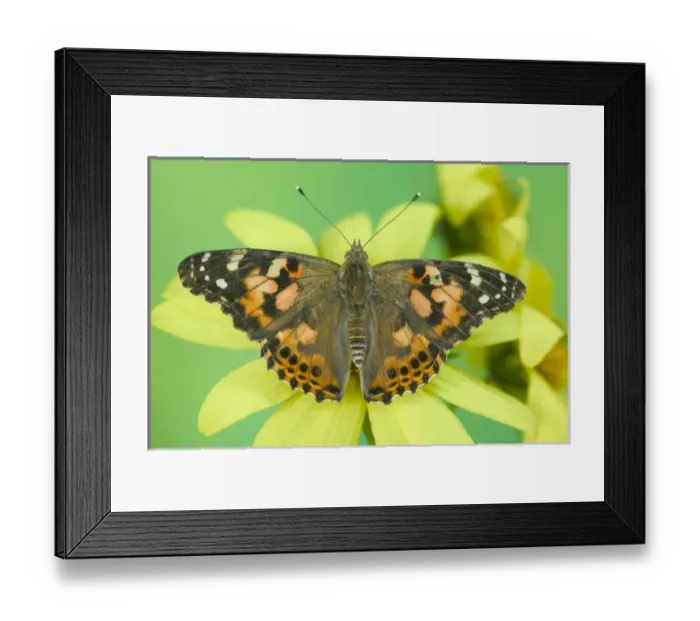 Framed Print : American Painted Lady Butterfly Framed Print : American Painted Lady Butterfly