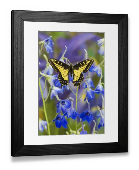 Framed Print : Anise Swallowtail Butterfly, Papilio zelicaon zelicaon from Western North America