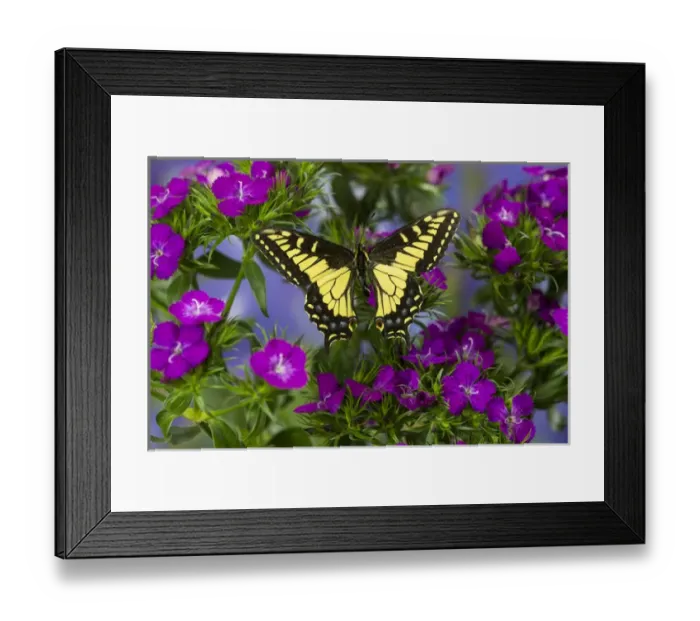 Framed Print : Anise Swallowtail Butterfly, Papilio zelicaon zelicaon from Western North America Framed Print : Anise Swallowtail Butterfly, Papilio zelicaon zelicaon from Western North America