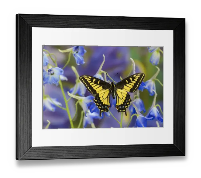 Framed Print : Anise Swallowtail Butterfly, Papilio zelicaon zelicaon from Western North America
