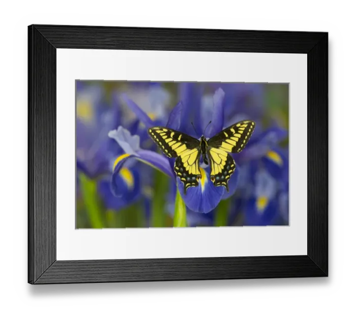 Framed Print : Anise Swallowtail Butterfly, Papilio zelicaon zelicaon from Western North America
