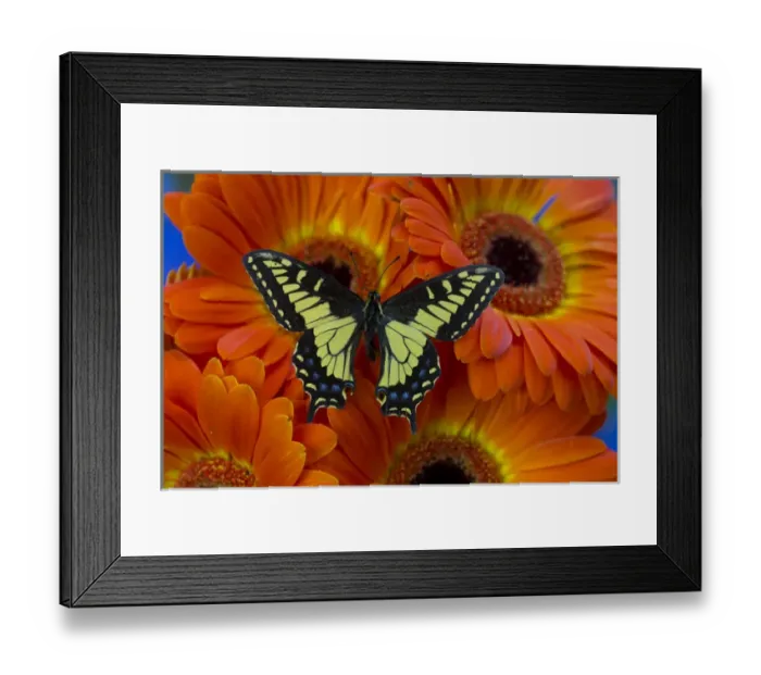 Framed Print : Anise Swallowtail Butterfly, Papilio zelicaon zelicaon from Western North America Framed Print : Anise Swallowtail Butterfly, Papilio zelicaon zelicaon from Western North America