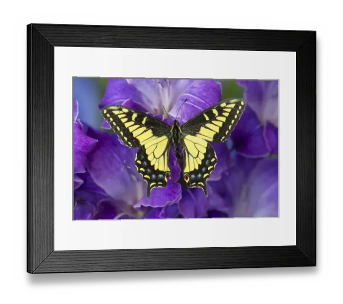 Framed Print : Anise Swallowtail Butterfly, Papilio zelicaon zelicaon from Western North America Framed Print : Anise Swallowtail Butterfly, Papilio zelicaon zelicaon from Western North America