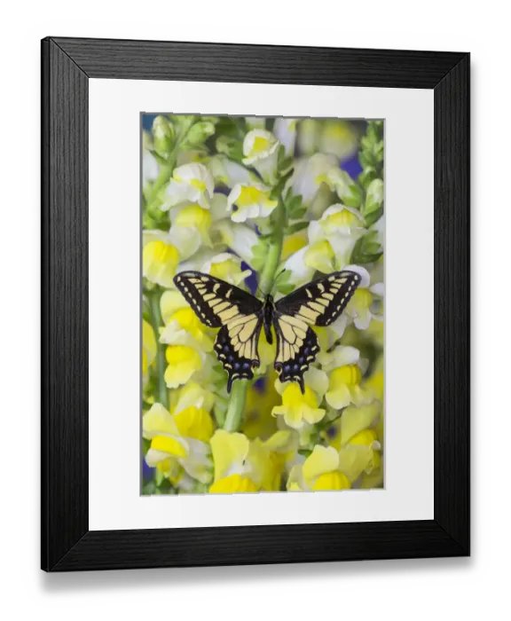 Framed Print : Anise Swallowtail Butterfly, Papilio zelicaon zelicaon from Western North America