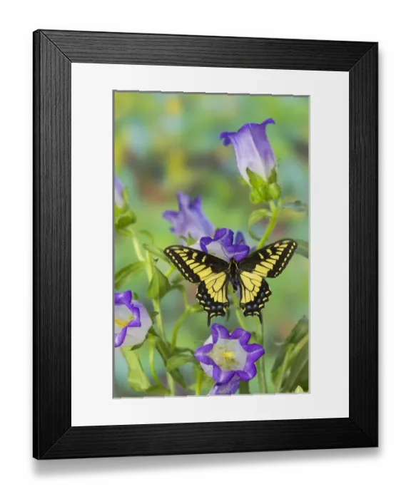 Framed Print : Anise Swallowtail Butterfly, Papilio zelicaon zelicaon from Western North America Framed Print : Anise Swallowtail Butterfly, Papilio zelicaon zelicaon from Western North America