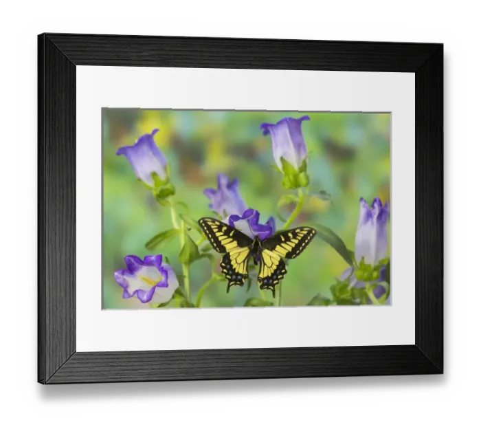 Framed Print : Anise Swallowtail Butterfly, Papilio zelicaon zelicaon from Western North America Framed Print : Anise Swallowtail Butterfly, Papilio zelicaon zelicaon from Western North America