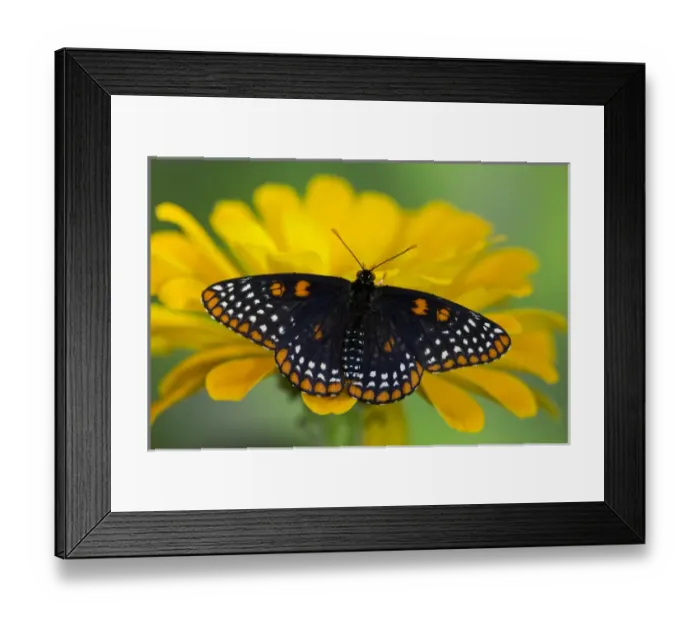 Framed Print : Baltimore Checkered Spot Butterfly Framed Print : Baltimore Checkered Spot Butterfly