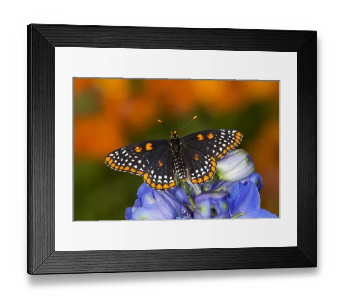 Framed Print : Baltimore Checkered Spot Butterfly Framed Print : Baltimore Checkered Spot Butterfly